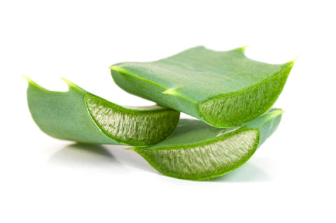 About Aloe Vera  Sally B's Skin Yummies