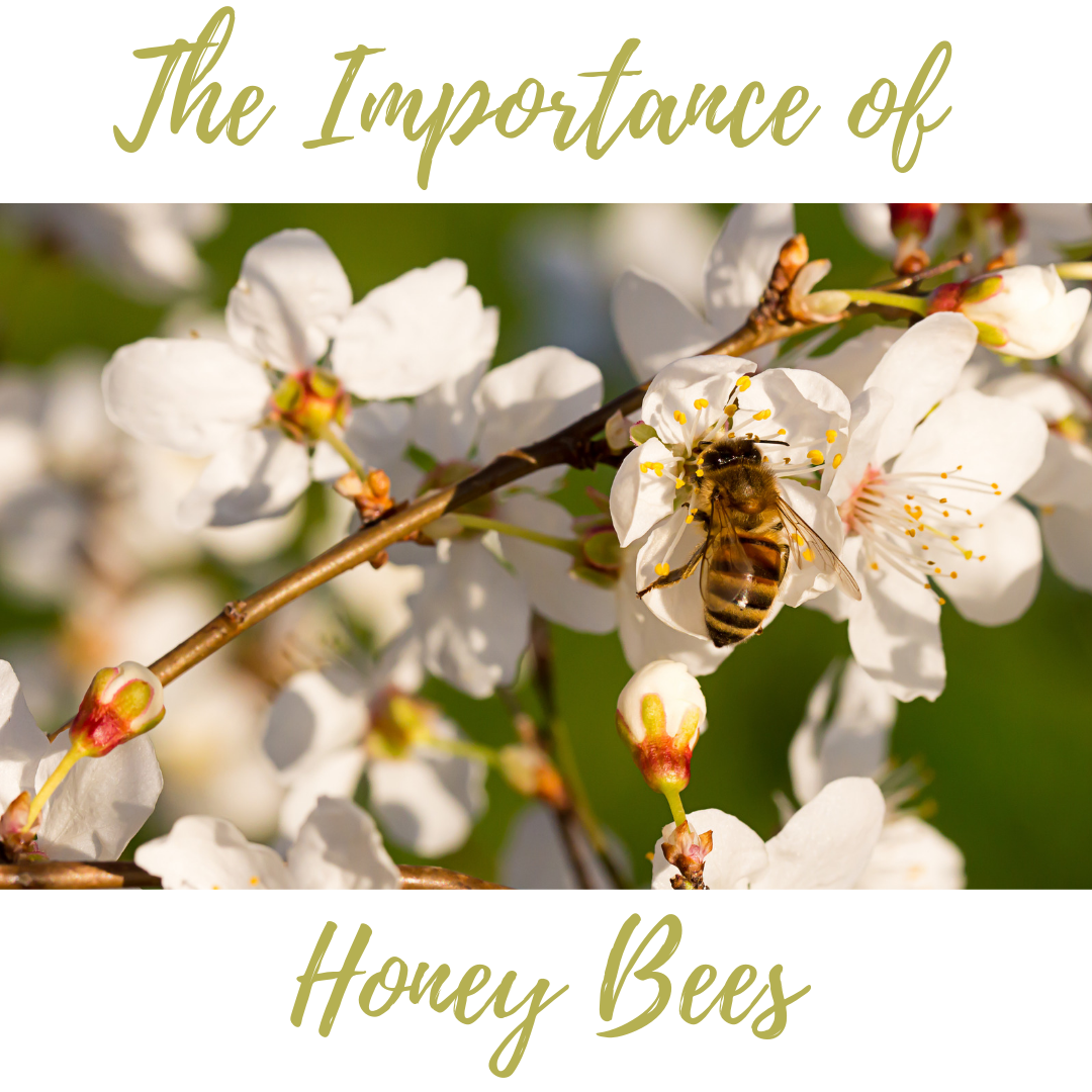Sally B's Skin Yummies: The Importance of Honey Bees
