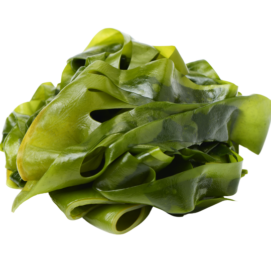Sea Kelp