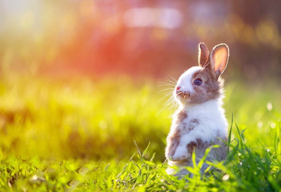 We're Jumping for Joy about our Leaping Bunny Certification