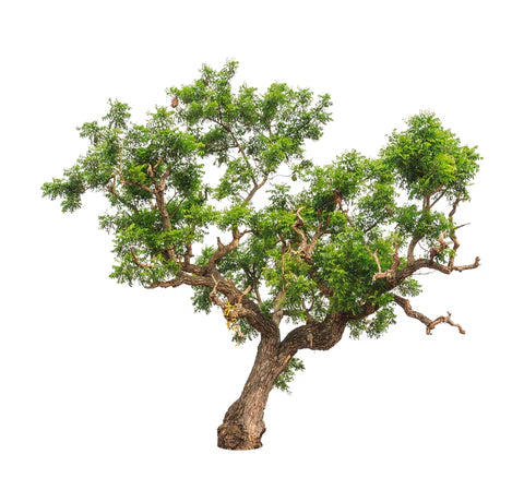 Neem Oil (Organic)