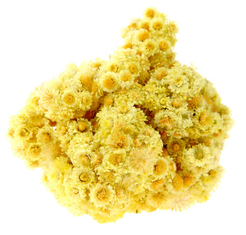 Helichrysum Extract (Organic)