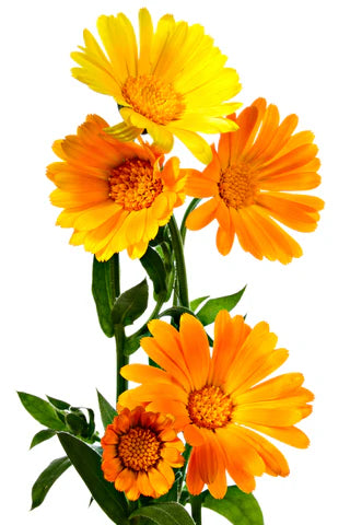 Organic Calendula