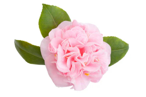 Naturally Hydrating Oil Camellia