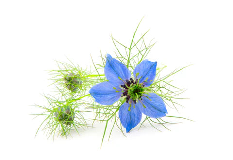 Black Cumin Seed Oil (Organic)