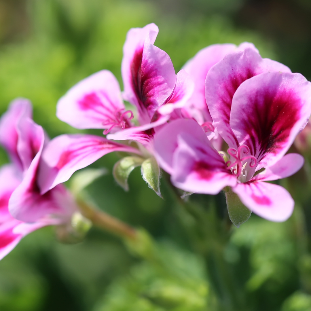 Geranium (Pelargonium Graveolens Flower Oil)
