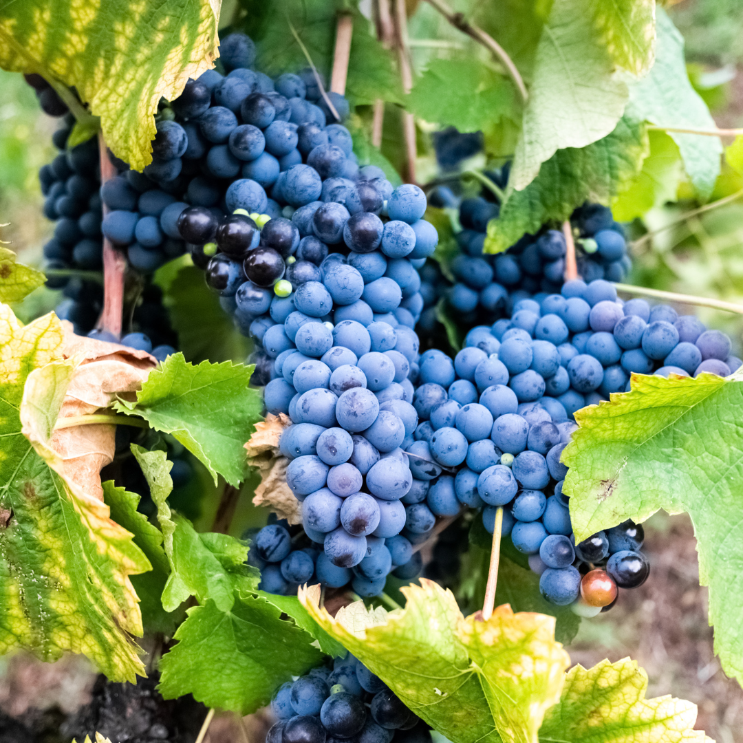 Resveratrol (Resveratrol)
