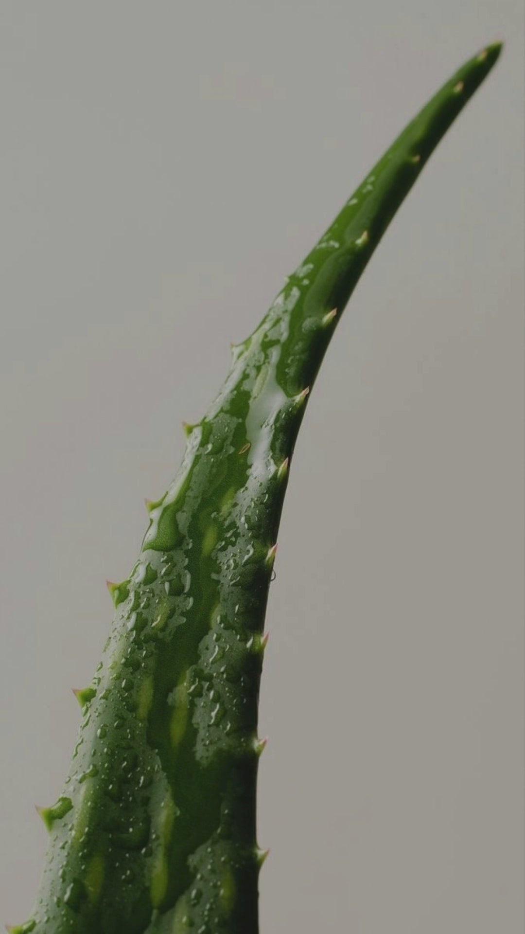 Tamanu Hydrating Facial Cleanser